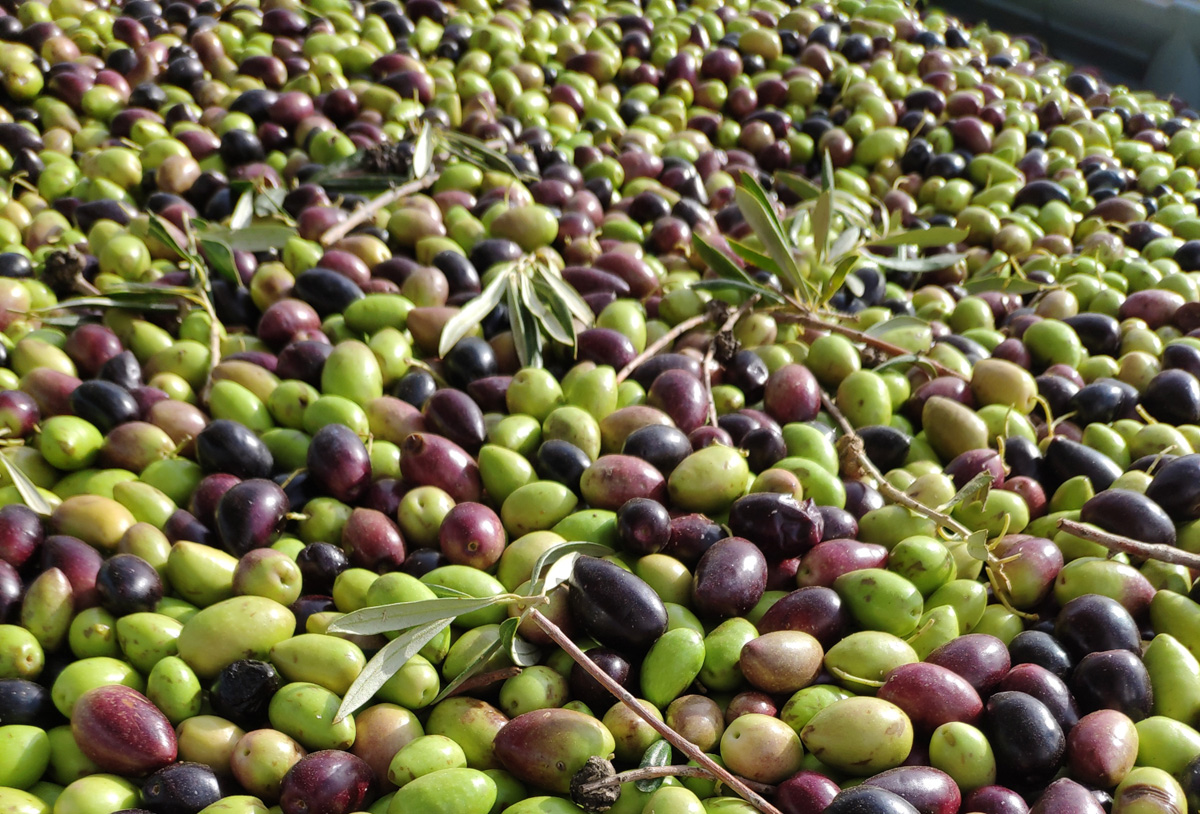 aceituna para aceite de oliva